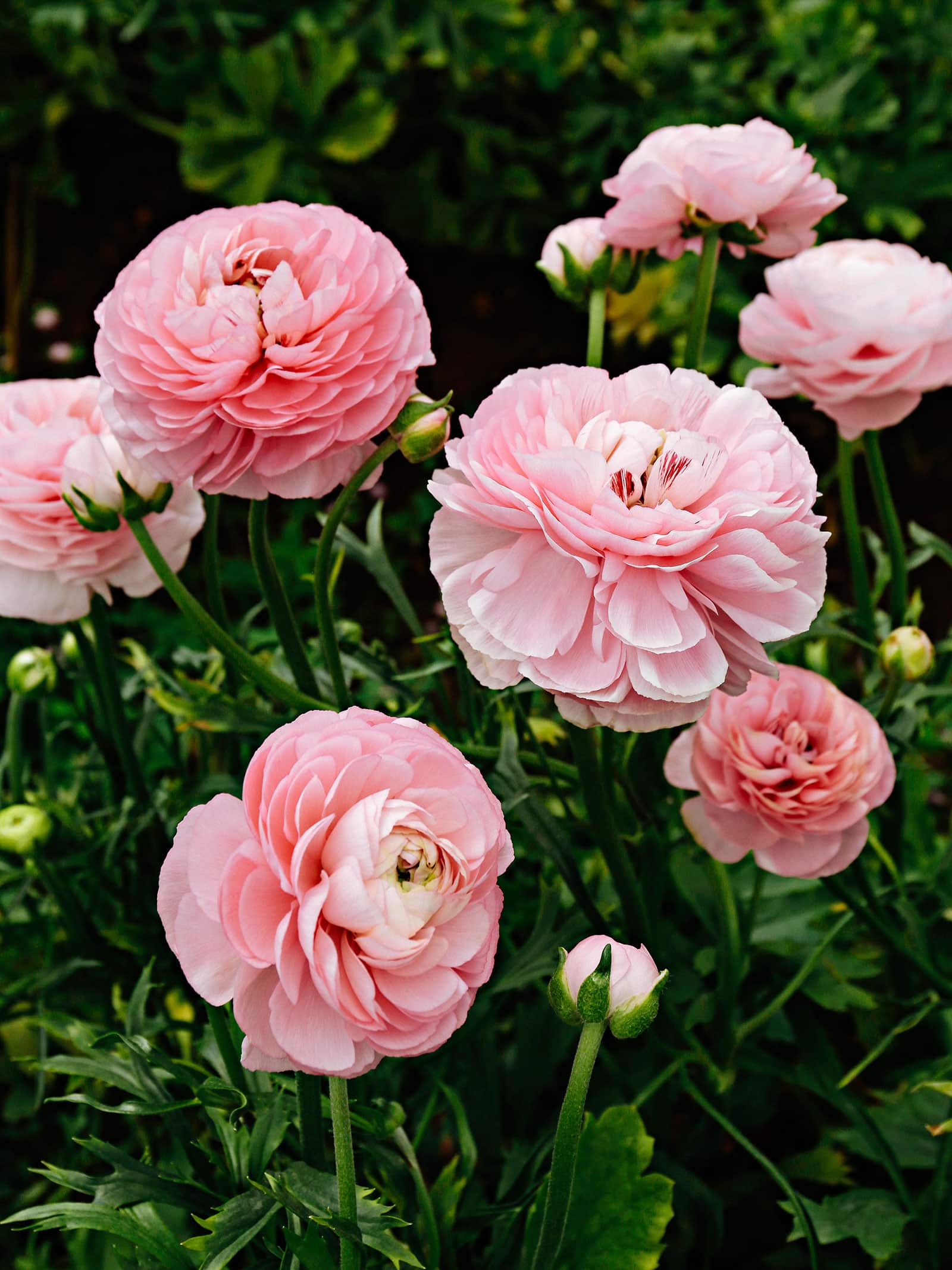 Pink ranunculus flowers in a garden