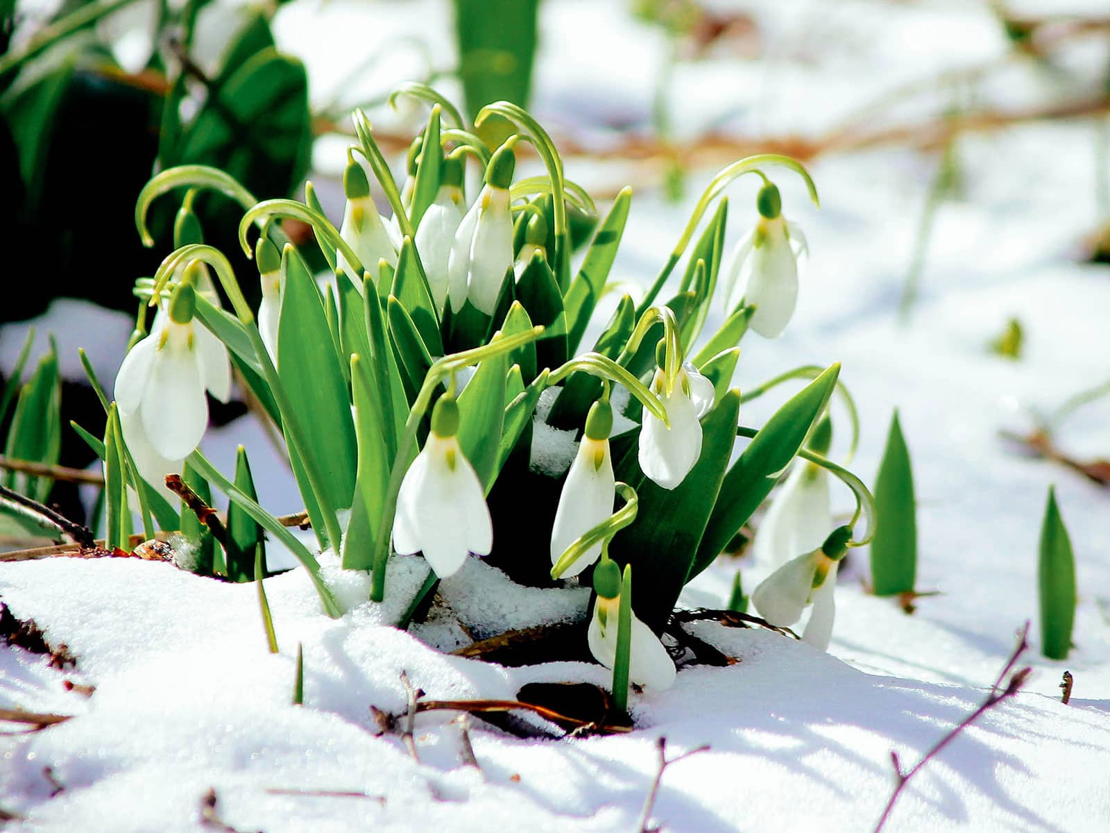 Snowdrops blooming in the snow