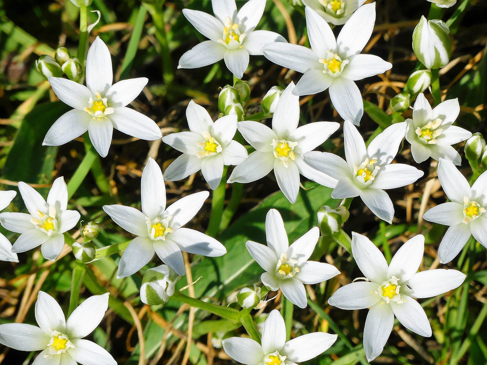 Star of Bethlehem flowers