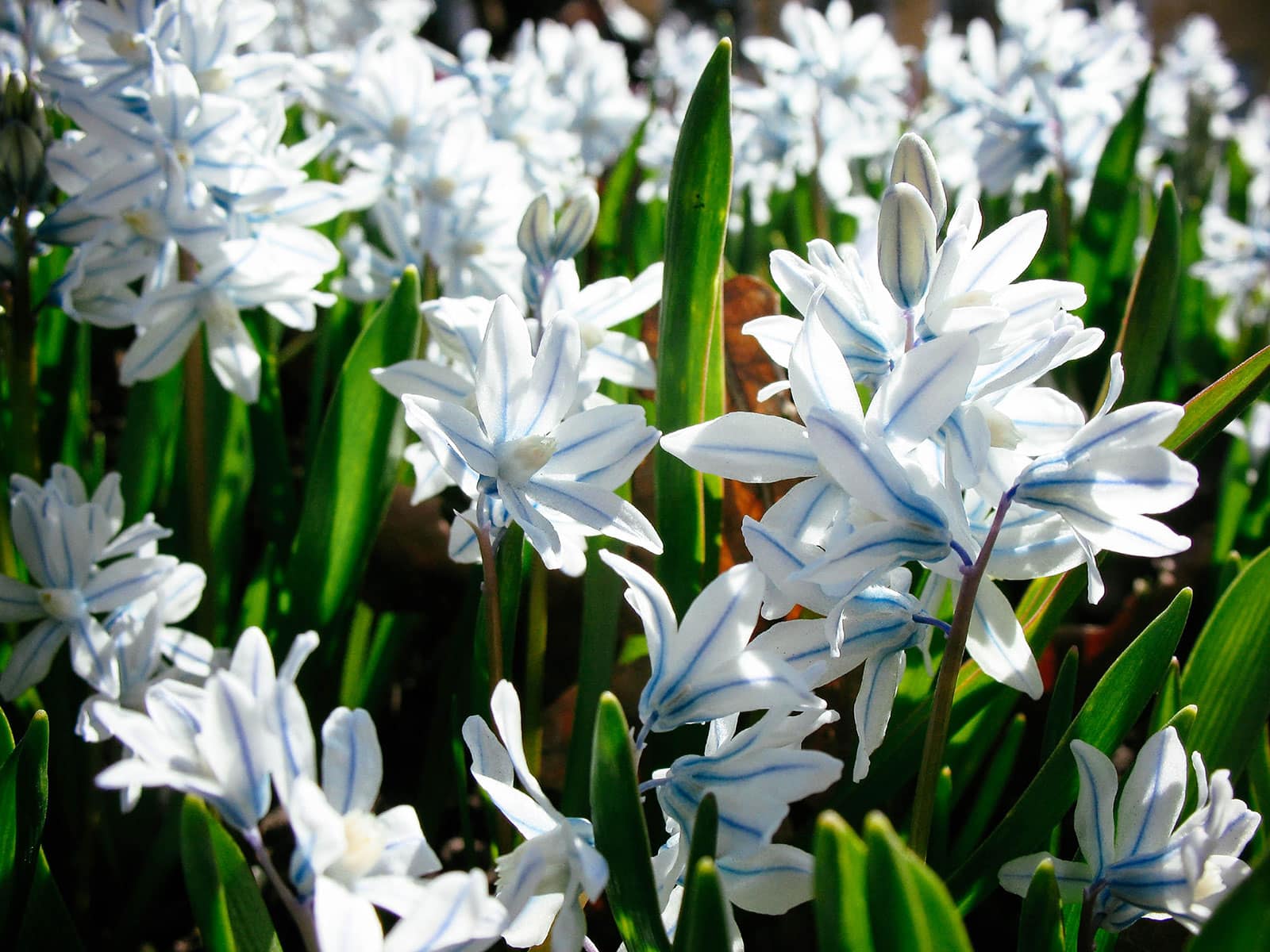 Striped squill flowers