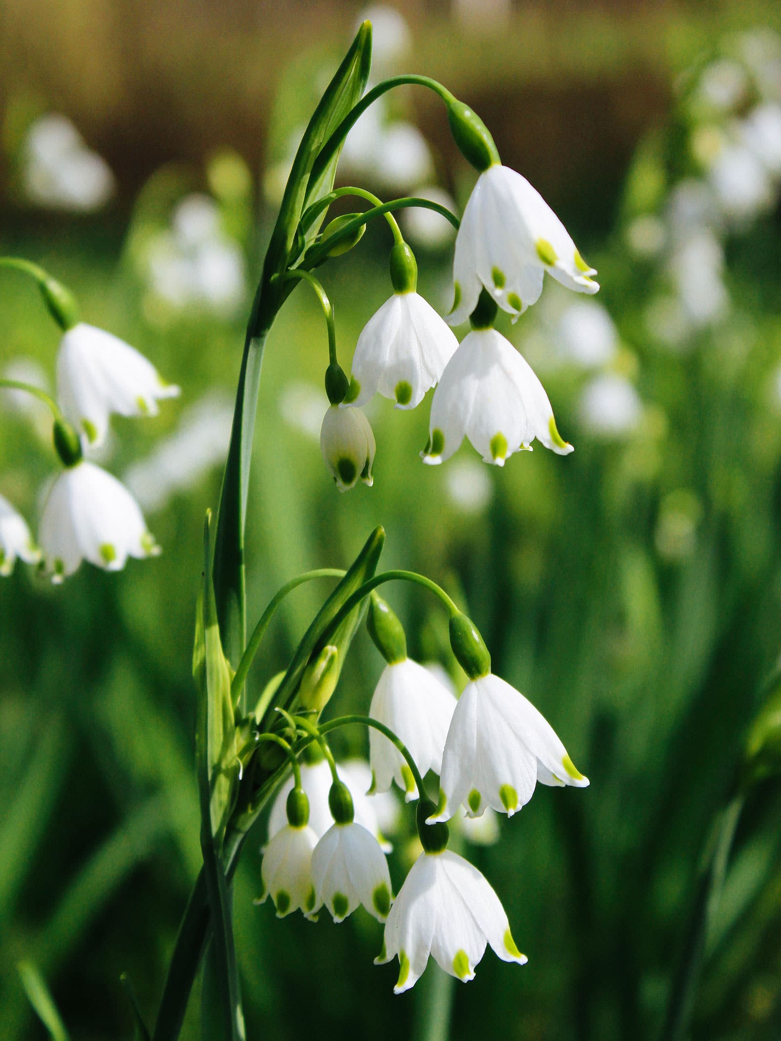 Summer snowflake flowers