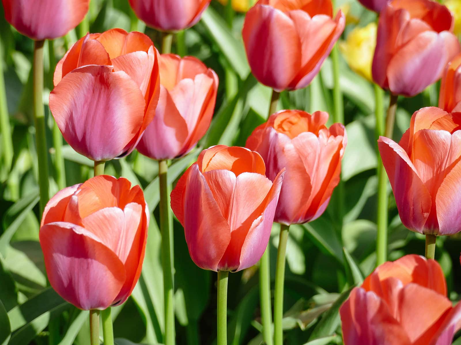 Pinkish-red tulips