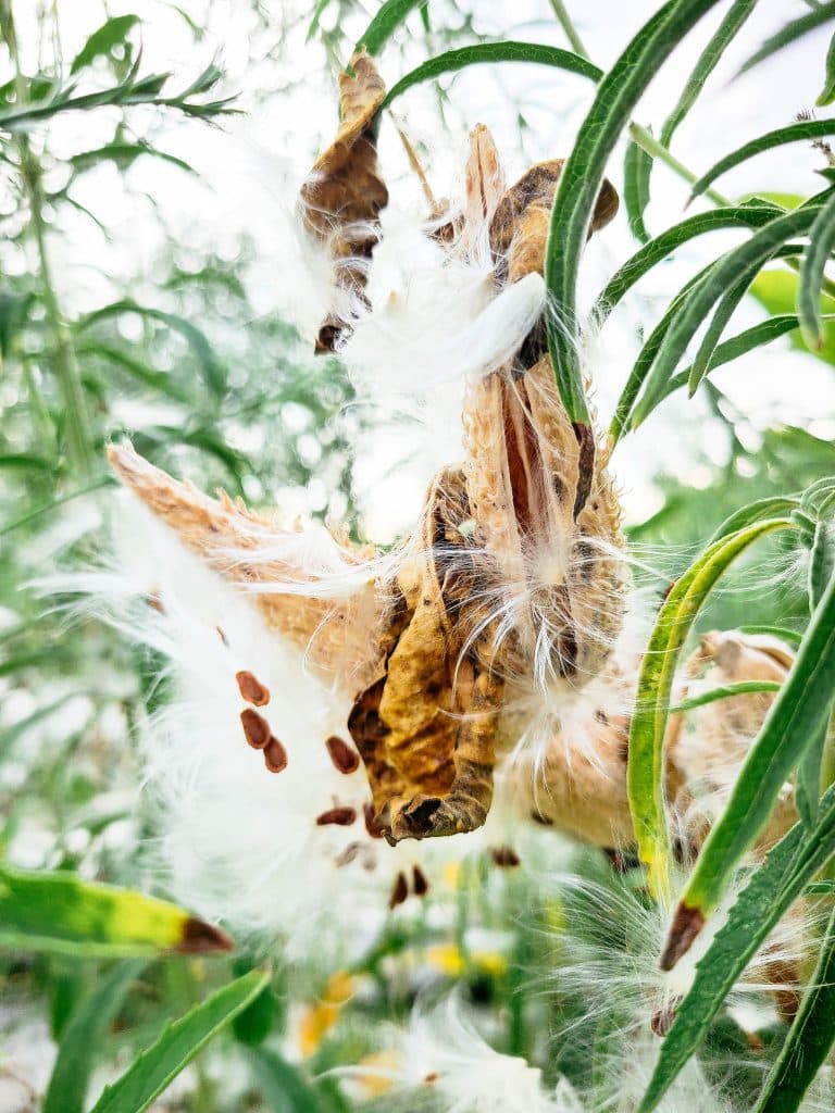 How to Harvest Milkweed Seeds and Remove the Fluff (In 10 Seconds ...