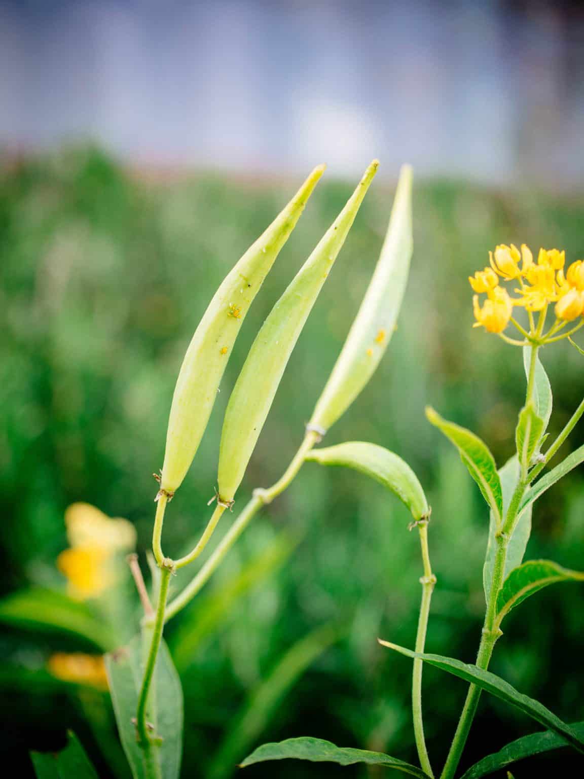 How To Harvest Milkweed Seeds And Remove The Fluff (In 10 Seconds ...