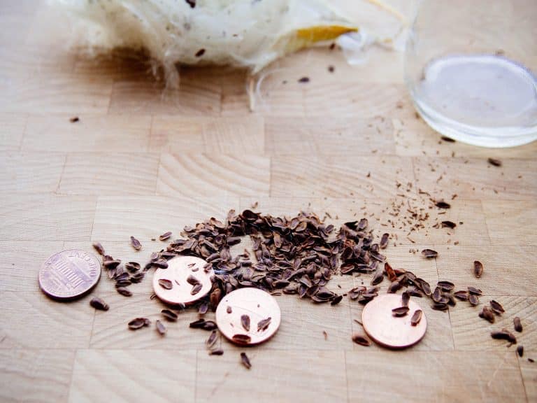 How to Harvest Milkweed Seeds and Remove the Fluff (In 10 Seconds ...