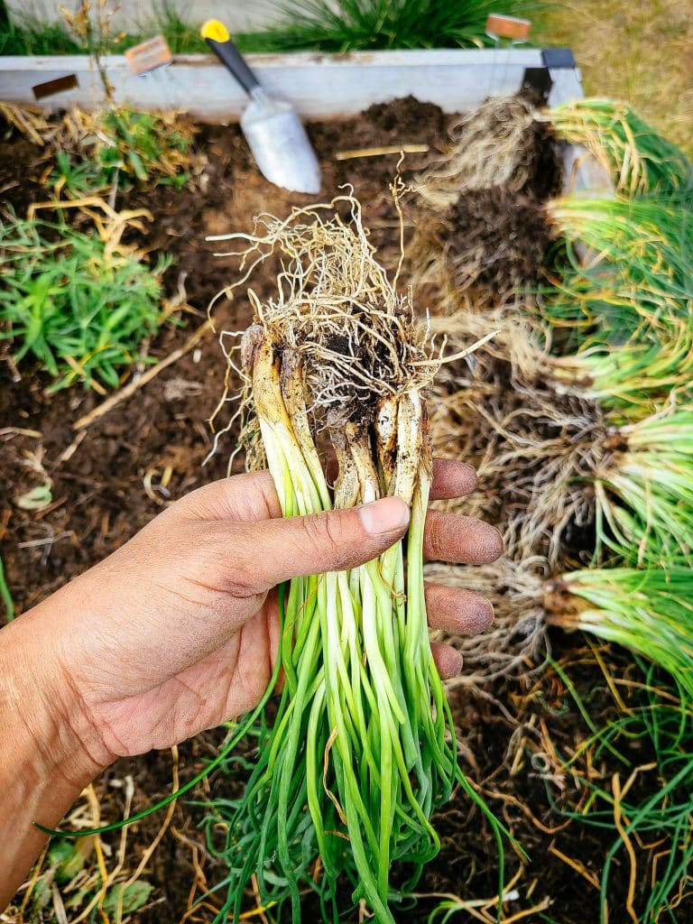 Hand holding a clump of separated chives above a garden bed