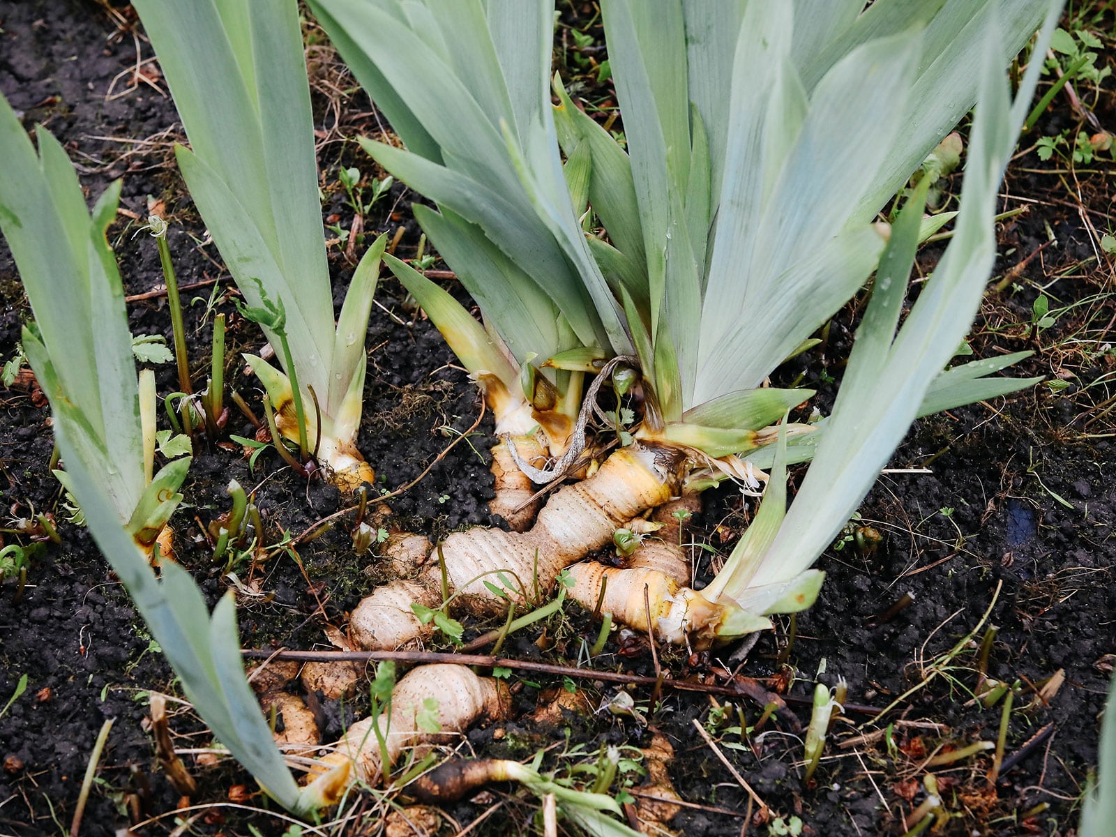 An overgrown iris plant in the soil with multiple tubers exposed