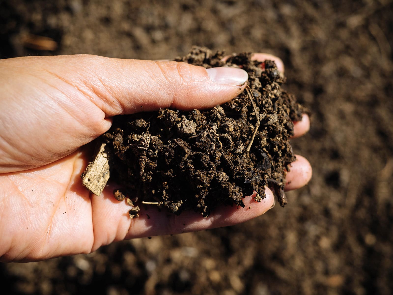 A hand holding crumbly finished compost