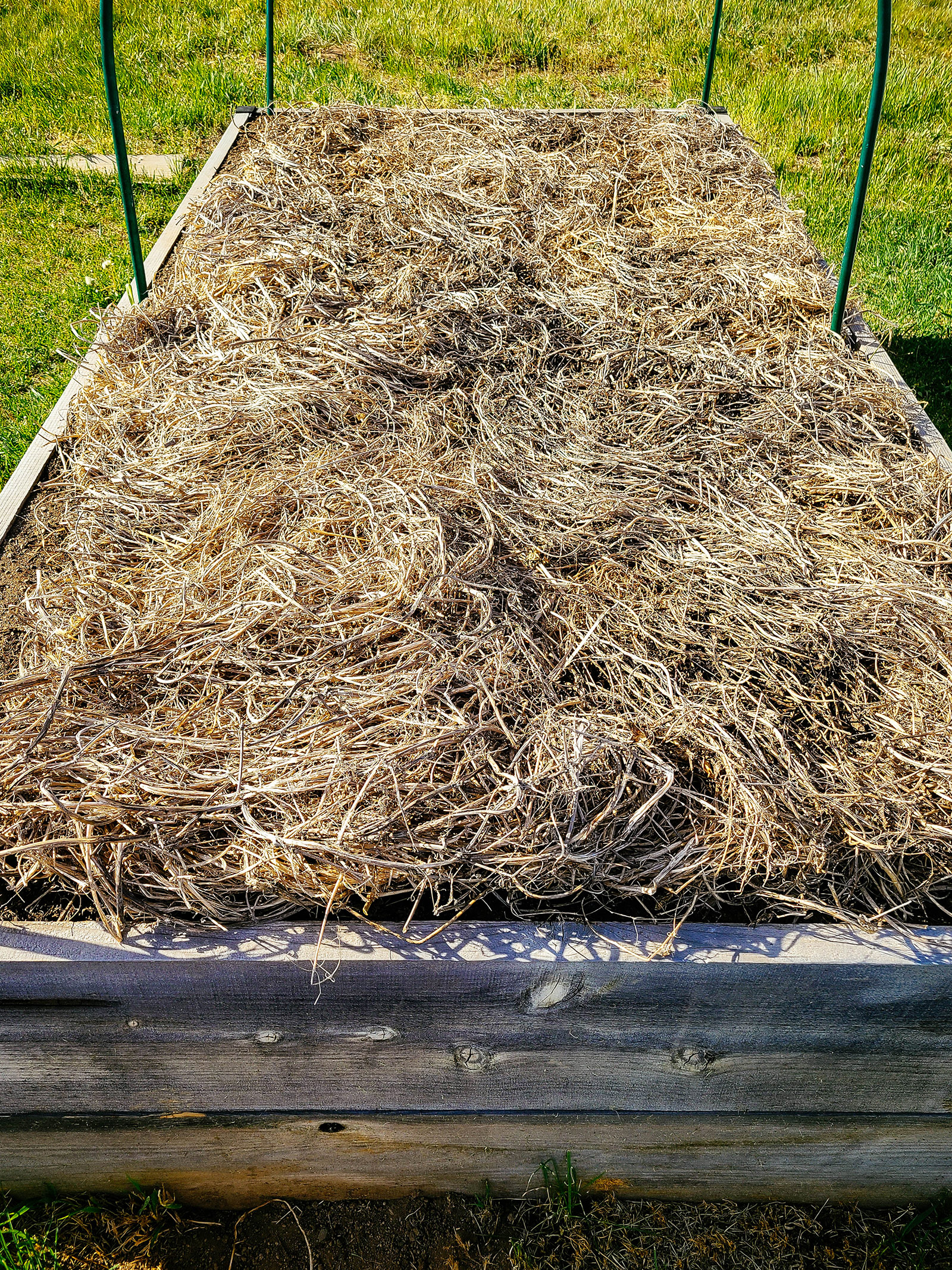 A raised garden bed mulched with a layer of dried pea vines