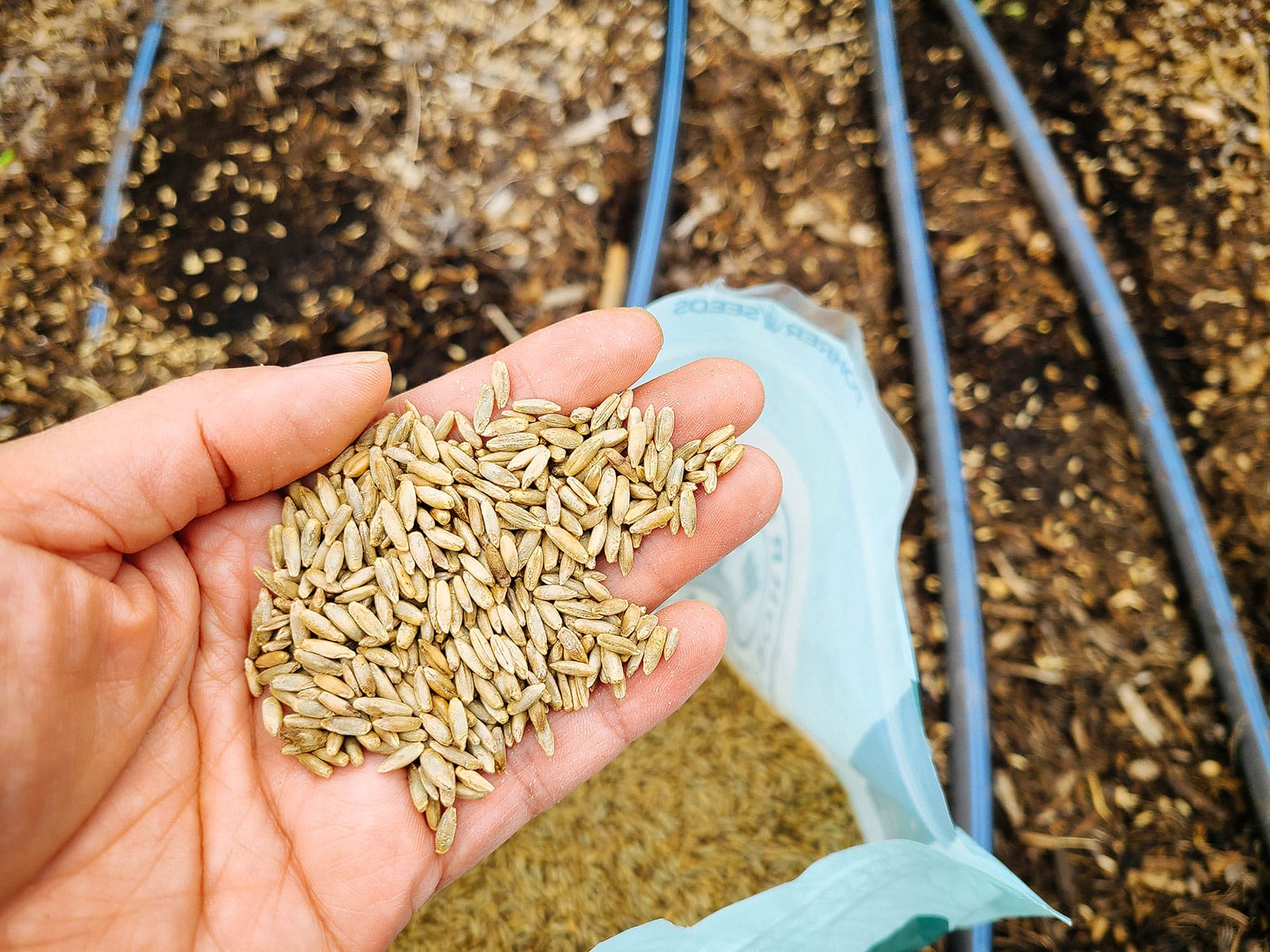 Hand holding a mound of winter rye seeds above a garden bed about to be seeded