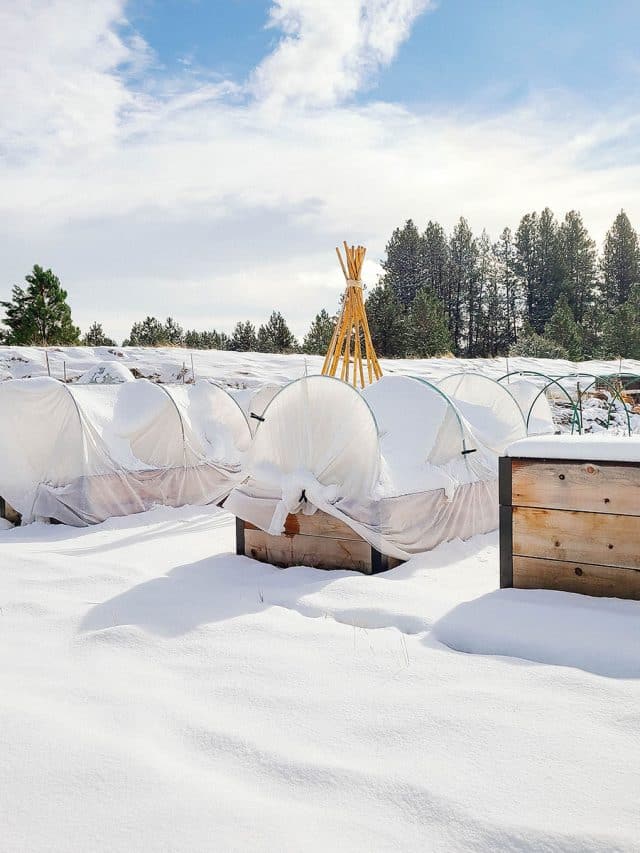 Tall raised beds in a snowy winter garden with low tunnels covered in fabric row covers