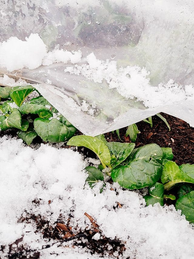 Asian greens peeking out from under a clear plastic low tunnel surrounded by snow