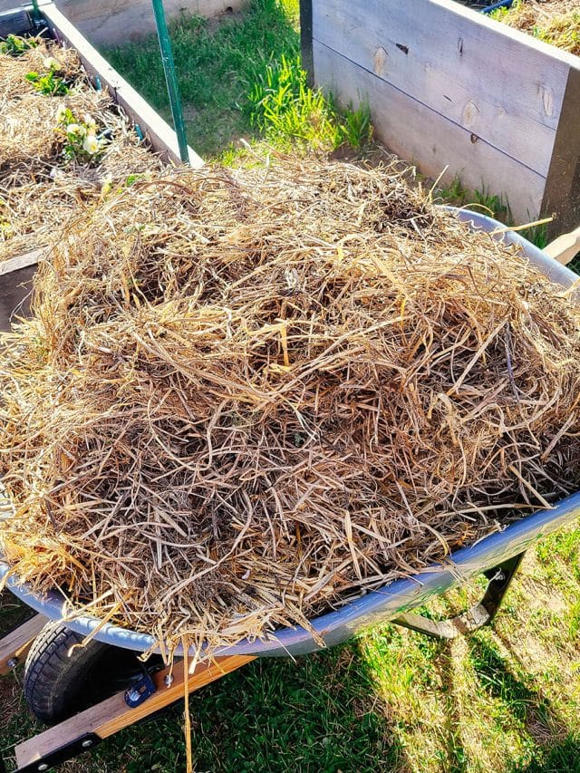 A wheelbarrow filled with dried pea vine mulch parked next to a wooden raised bed with mulched plants