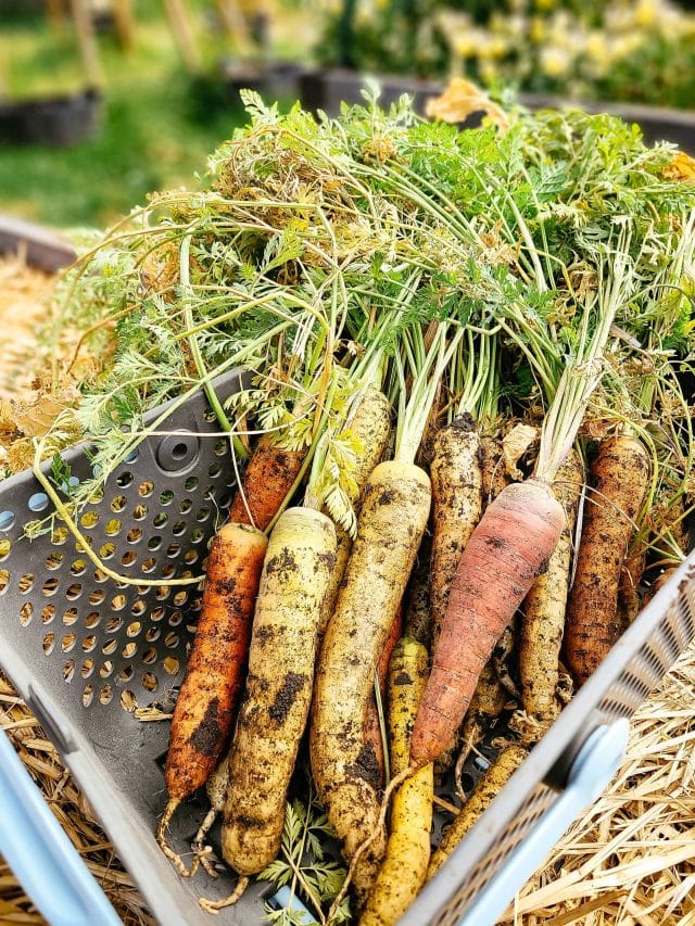 Black plastic harvest basket filled with large, colorful, freshly harvested carrots from the garden