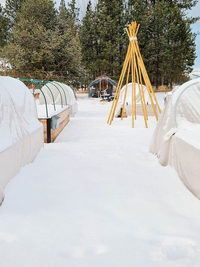 A snowy winter garden with raised beds covered with frost cloth clipped to green hoops