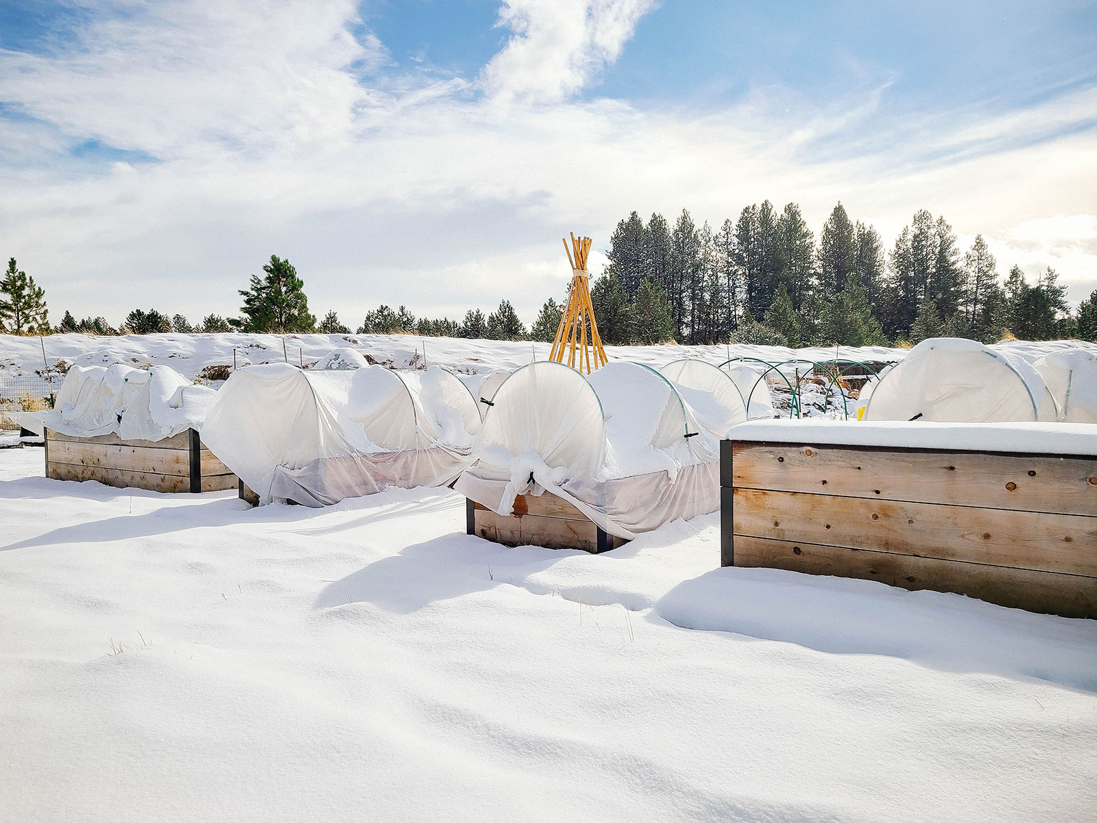 Tall raised beds in a snowy winter garden with low tunnels covered in fabric row covers