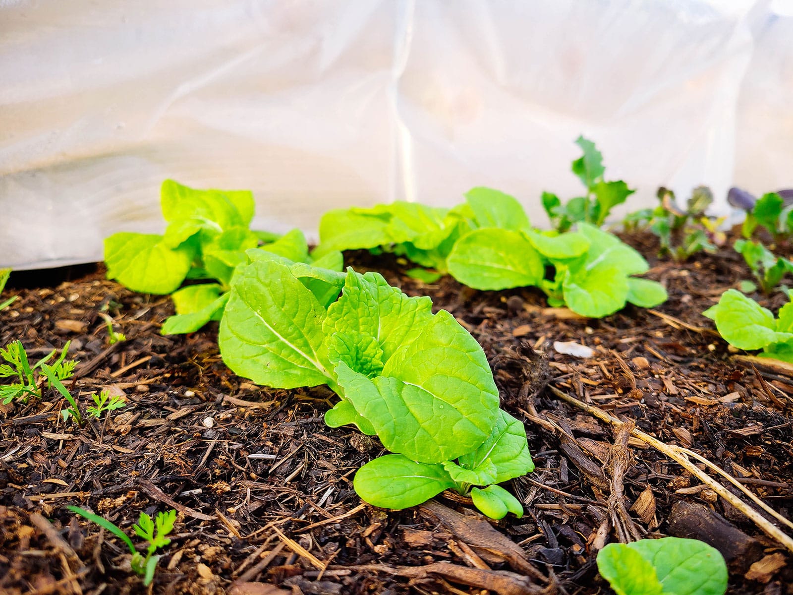 Mustard and carrot seedlings growing in a garden bed