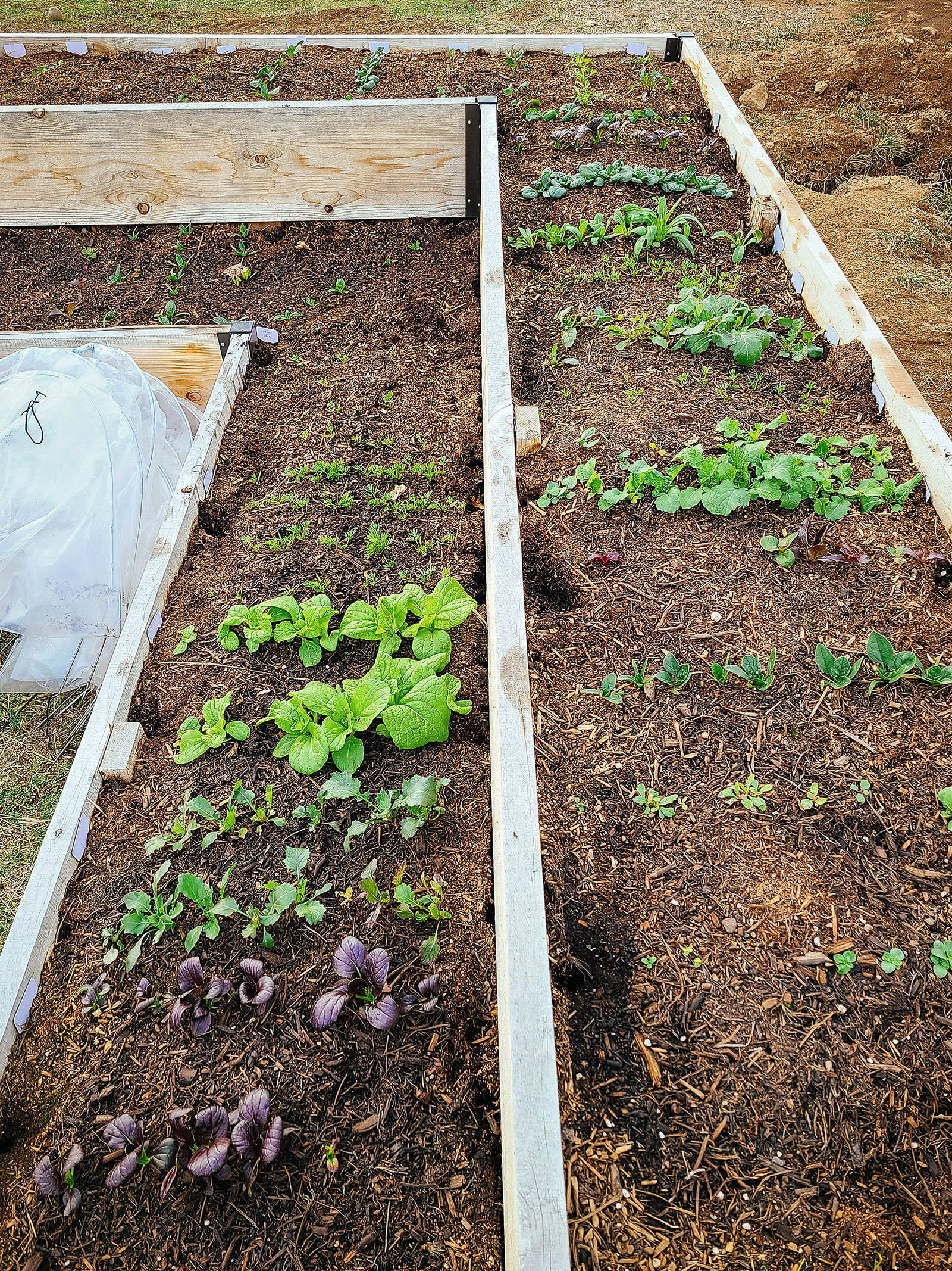 Winter-sown seedlings growing in an L-shaped raised bed with a plastic-covered low tunnel folded up next to the bed