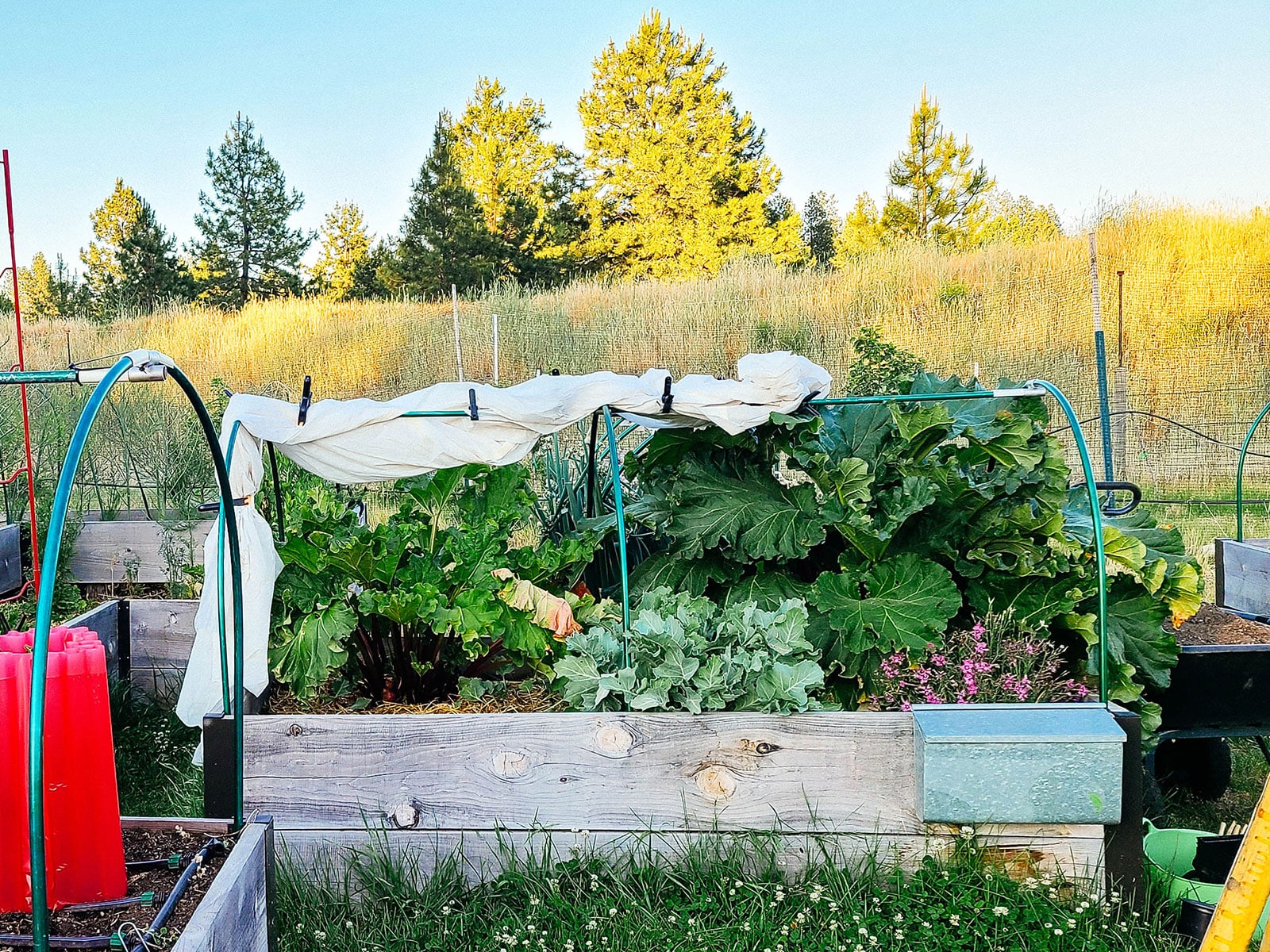 Mature warm-weather crops growing in a raised bed with a green low tunnel erected over it, and frost cloth gathered and clipped on top of the tunnel