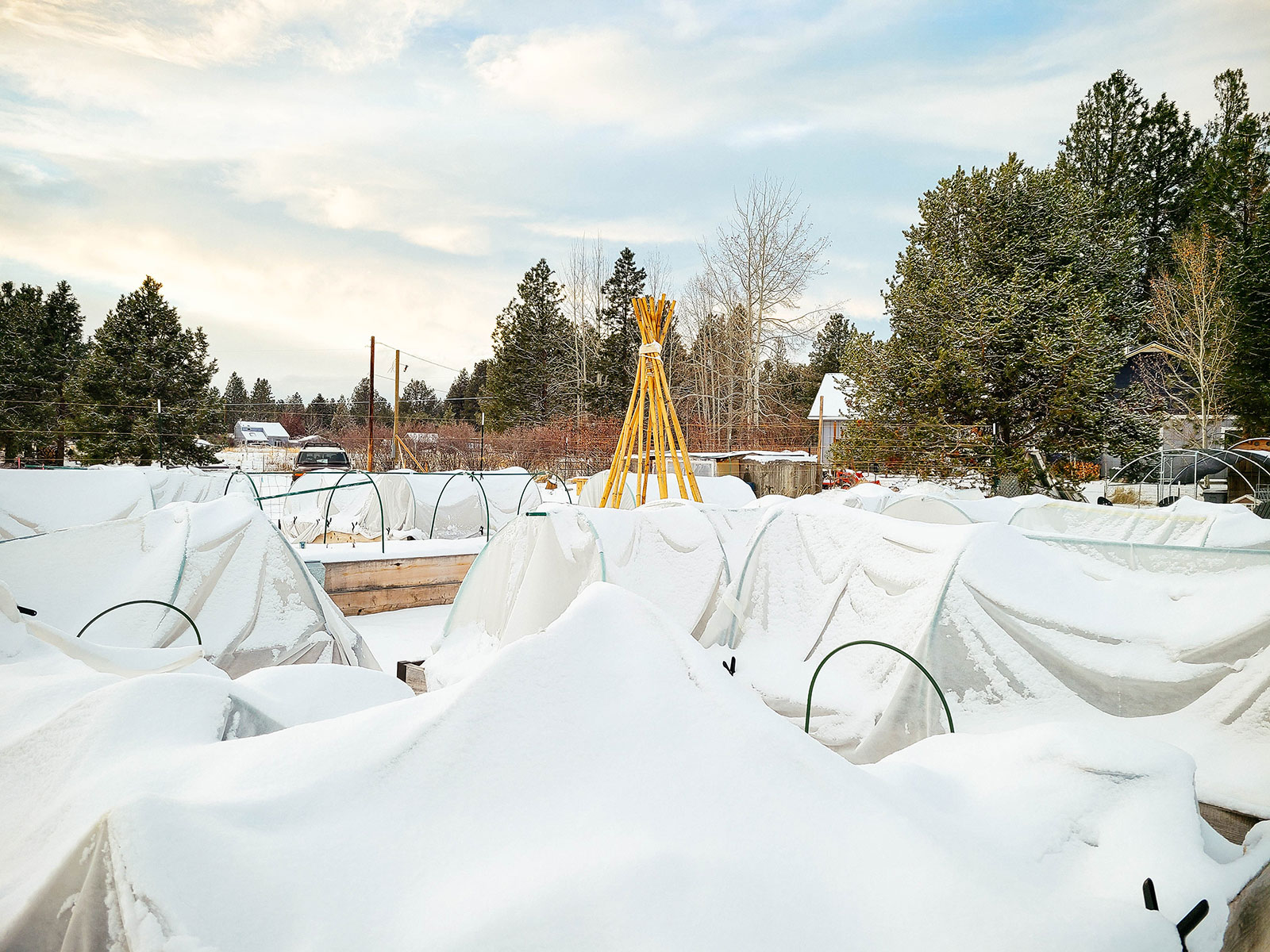 A large garden full of raised beds covered in fabric-wrapped low tunnels after a snowstorm, with a tall bamboo teepee rising from the middle of the garden