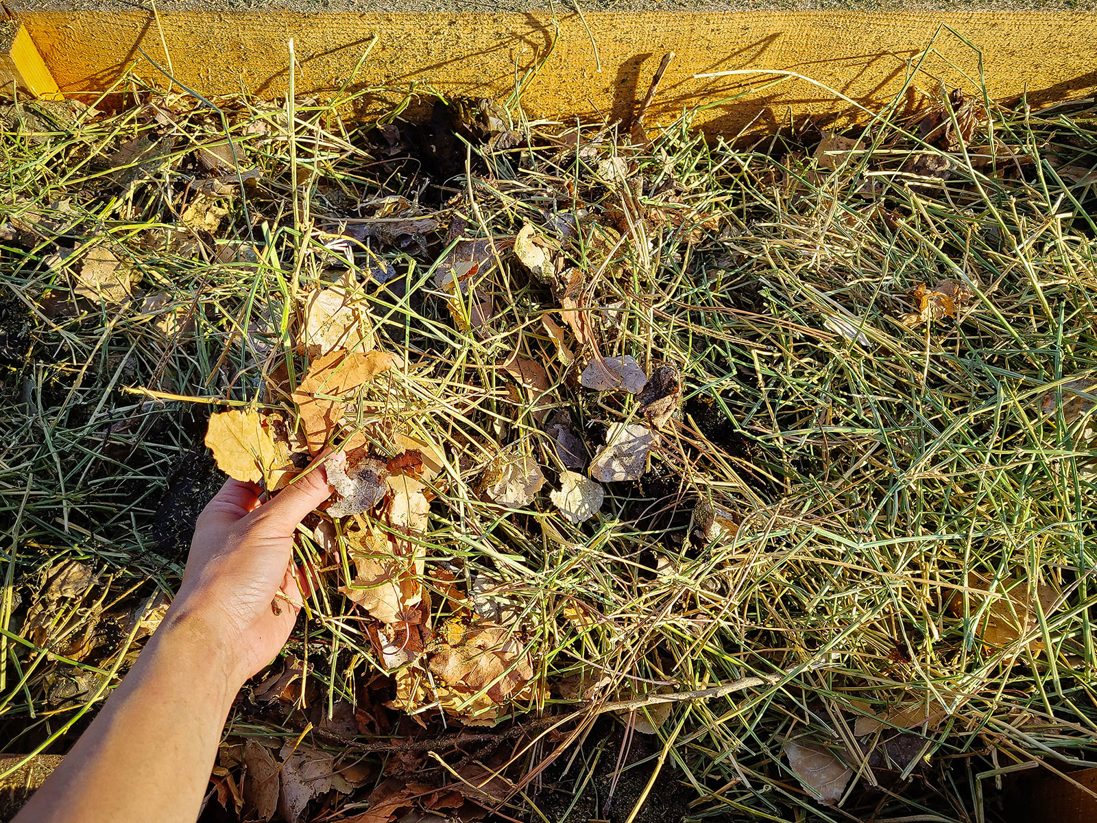 Hand picking up a small cluster of fall leaves mixed with straw and pine needles in a raised bed