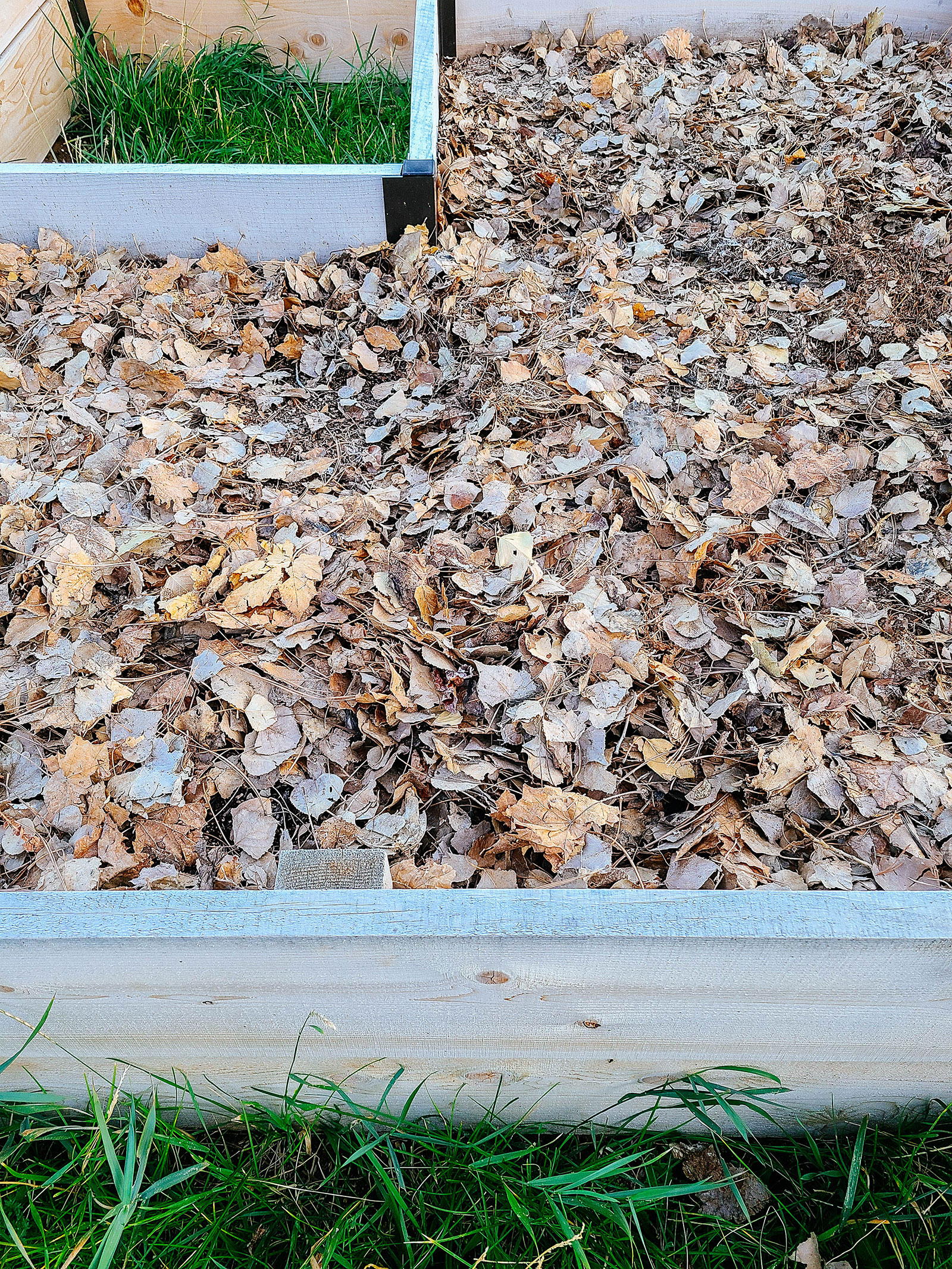 A raised bed mulched with a layer of dried fall leaves