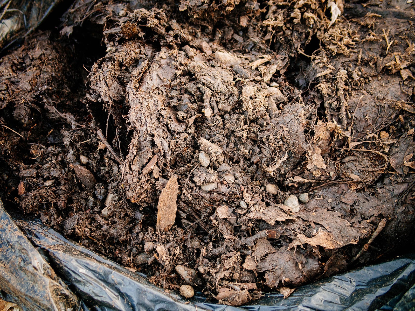 Black yard bag filled with leaf mold