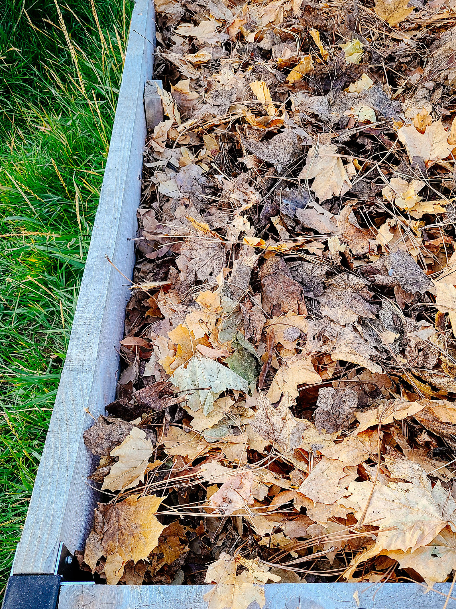 A raised bed with fall leaves and pine needles mixed together to create a compost-in-place pile