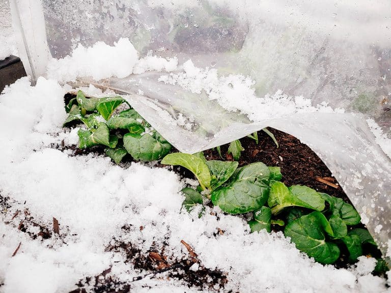 Asian greens peeking out from under a clear plastic low tunnel surrounded by snow