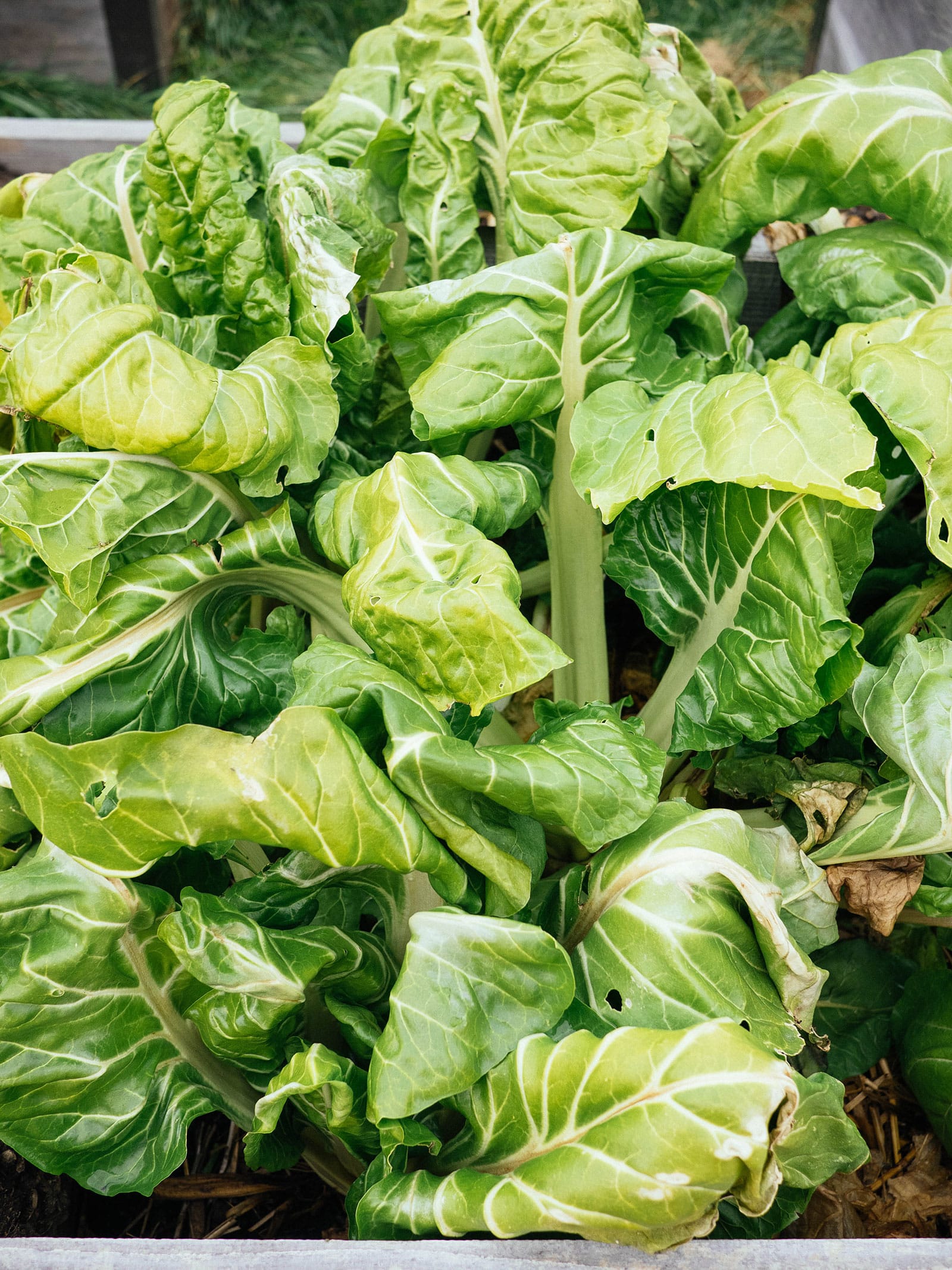 Chard plant with a few leaves showing tip burn after a hard freeze