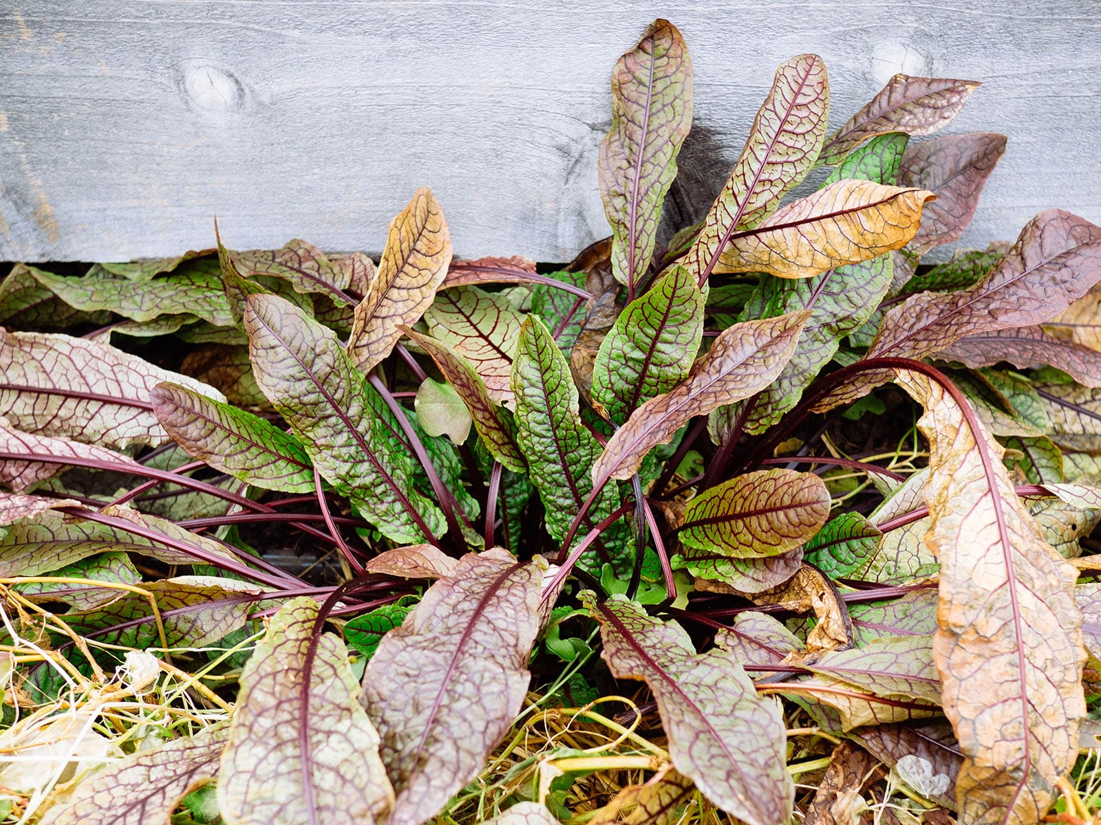 Red-veined sorrel with outer leaves showing leaf burn after multiple nights below freezing