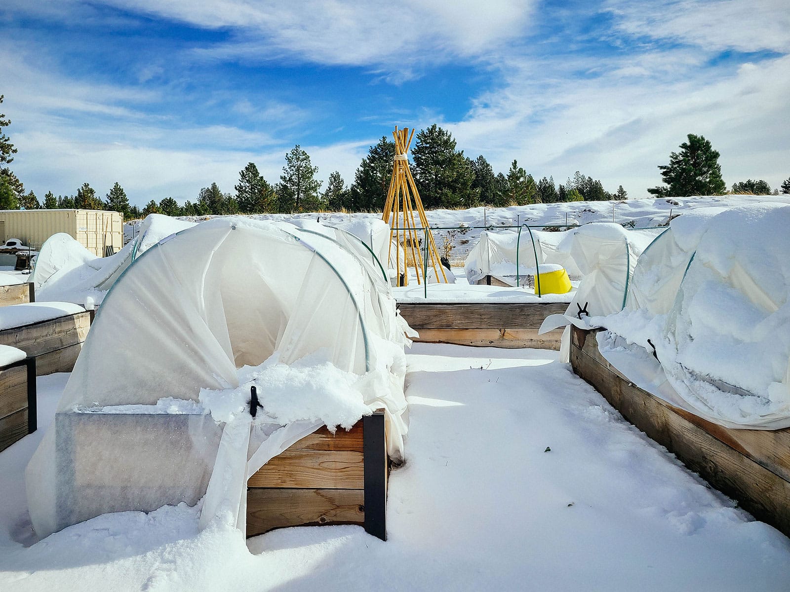 A raised bed garden in the snow with low tunnels covered in frost blankets