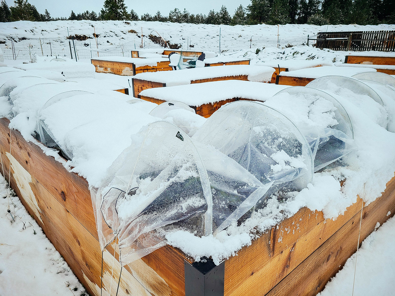 A raised bed garden in the snow with an L-shaped bed in the foreground covered in a clear plastic low tunnel