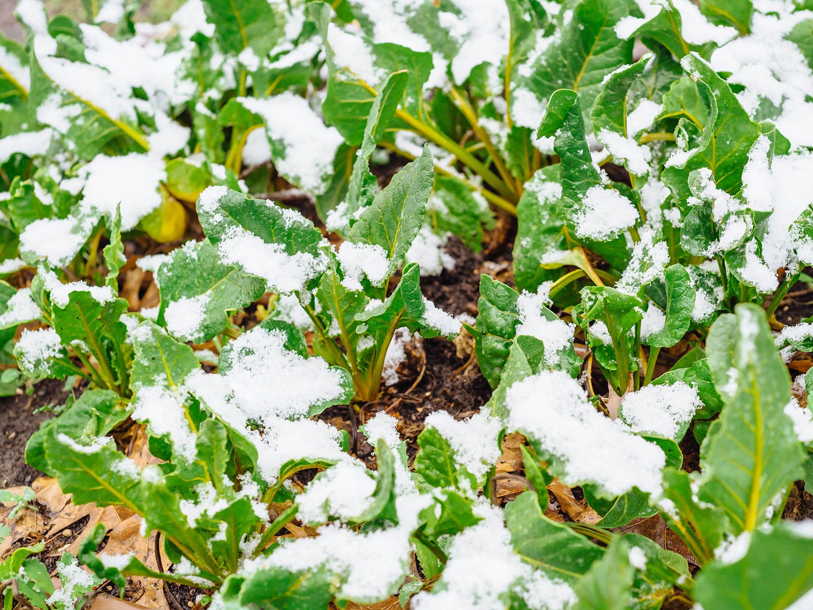 Young chard plants covered in a dusting of snow