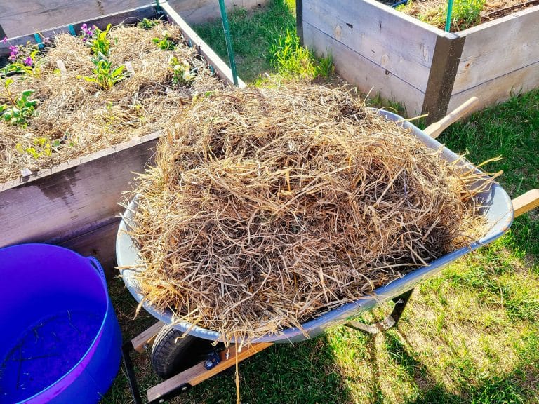 A wheelbarrow filled with dried pea vine mulch parked next to a wooden raised bed with mulched plants