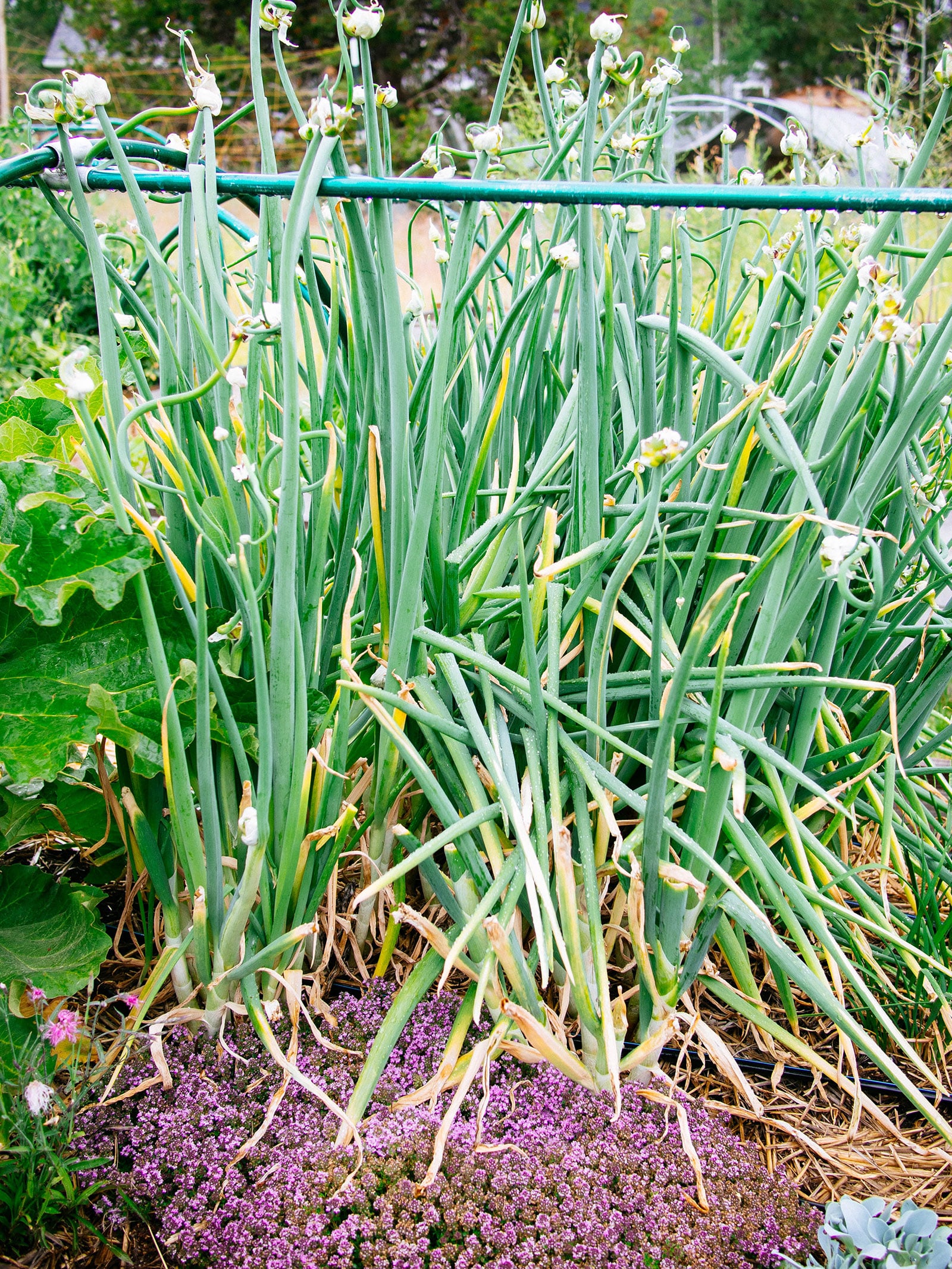 A perennial vegetable bed with walking onions using creeping thyme as a living mulch