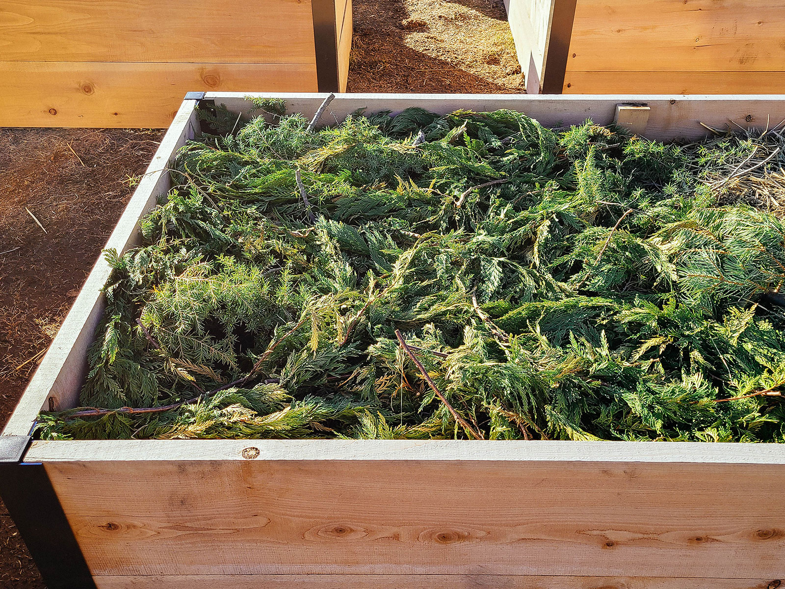 A raised bed mulched with old Christmas boughs