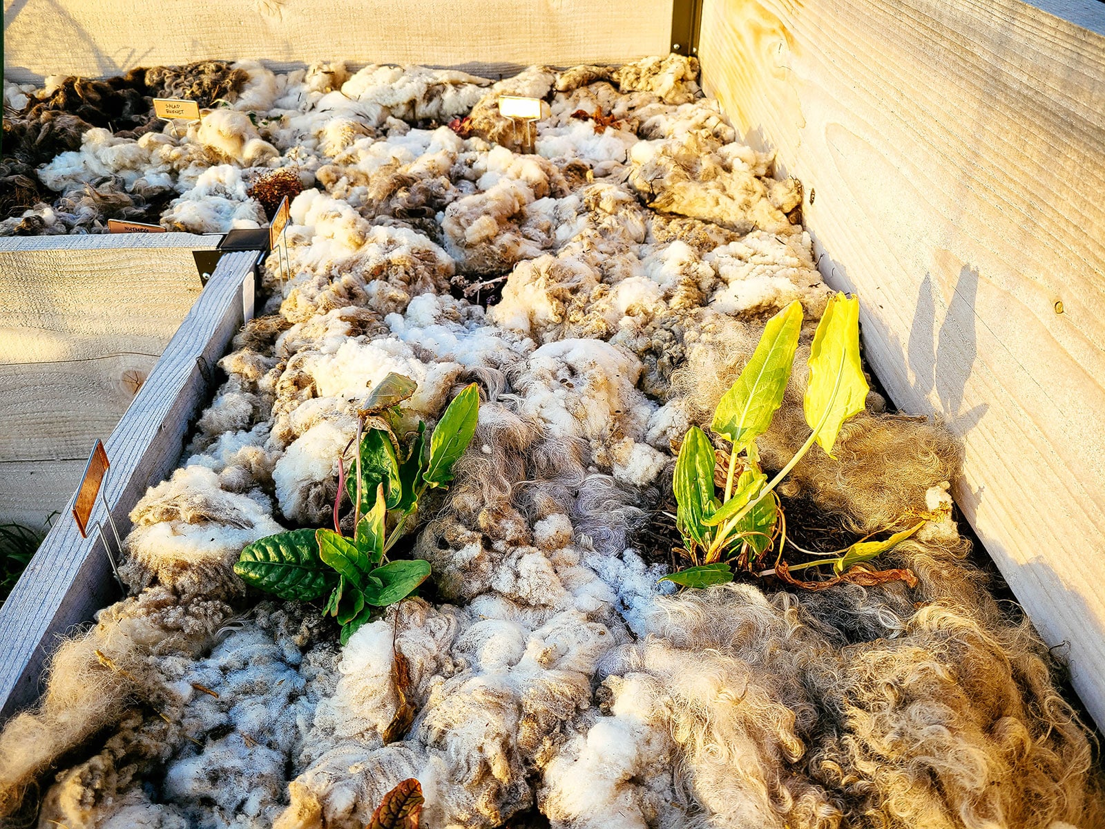 Young perennial vegetable plants mulched with sheep wool in a raised bed