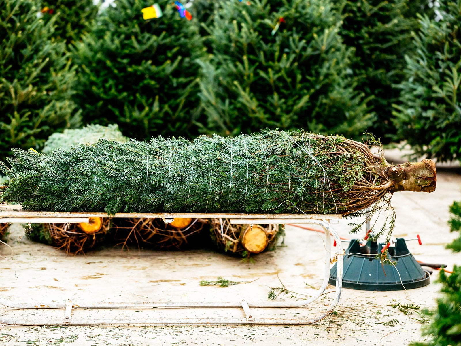 A Christmas tree bundled up on a tree lot with more trees for sale in the background