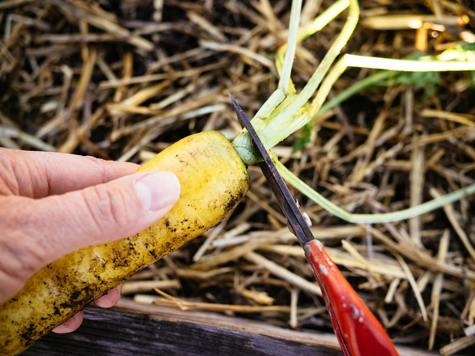 Hand holding a yellow carrot while a pair of red-handled scissors cuts off the green foliage