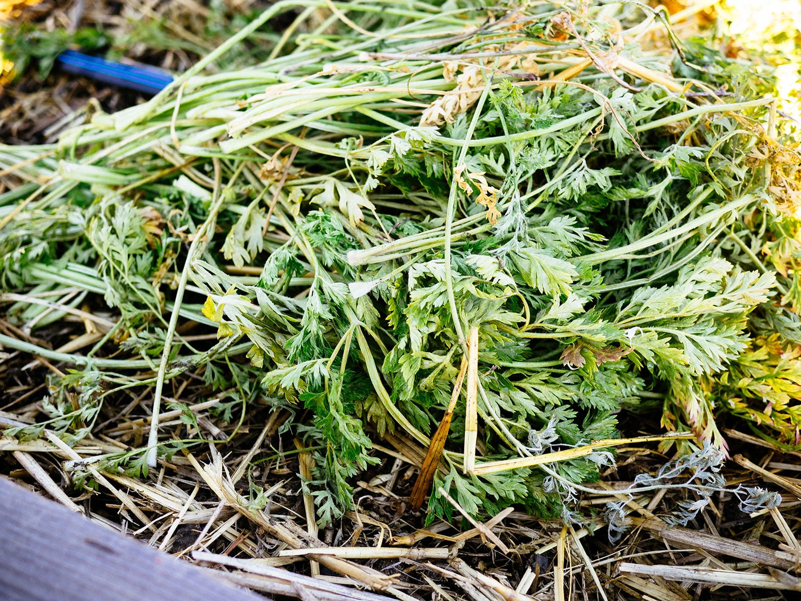 A pile of carrot greens used as mulch in a garden bed