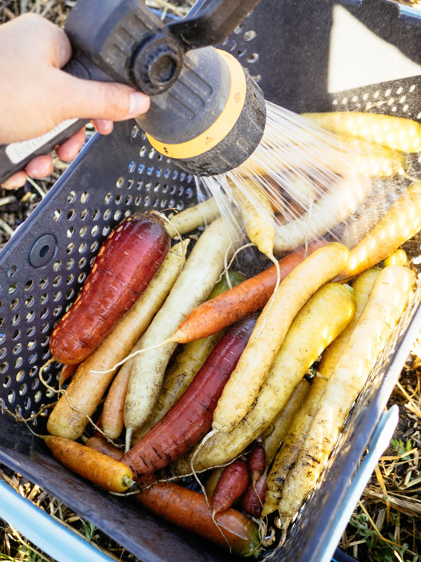 A hand holding a garden hose nozzle and spraying down a black basket full of freshly harvested carrots in the garden