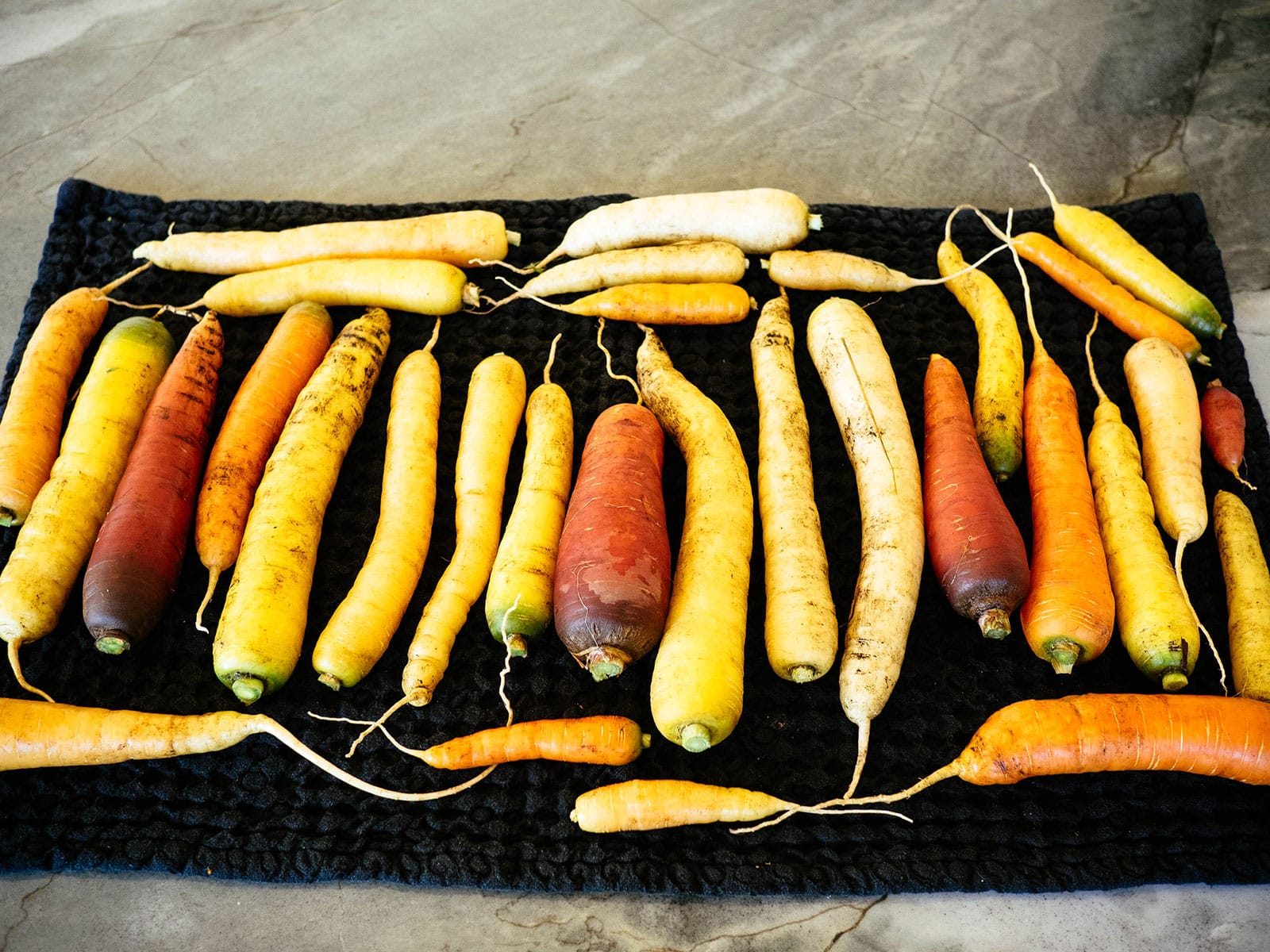 Yellow, white, orange, and red carrots from the garden spread out on a black kitchen towel on a stone counter