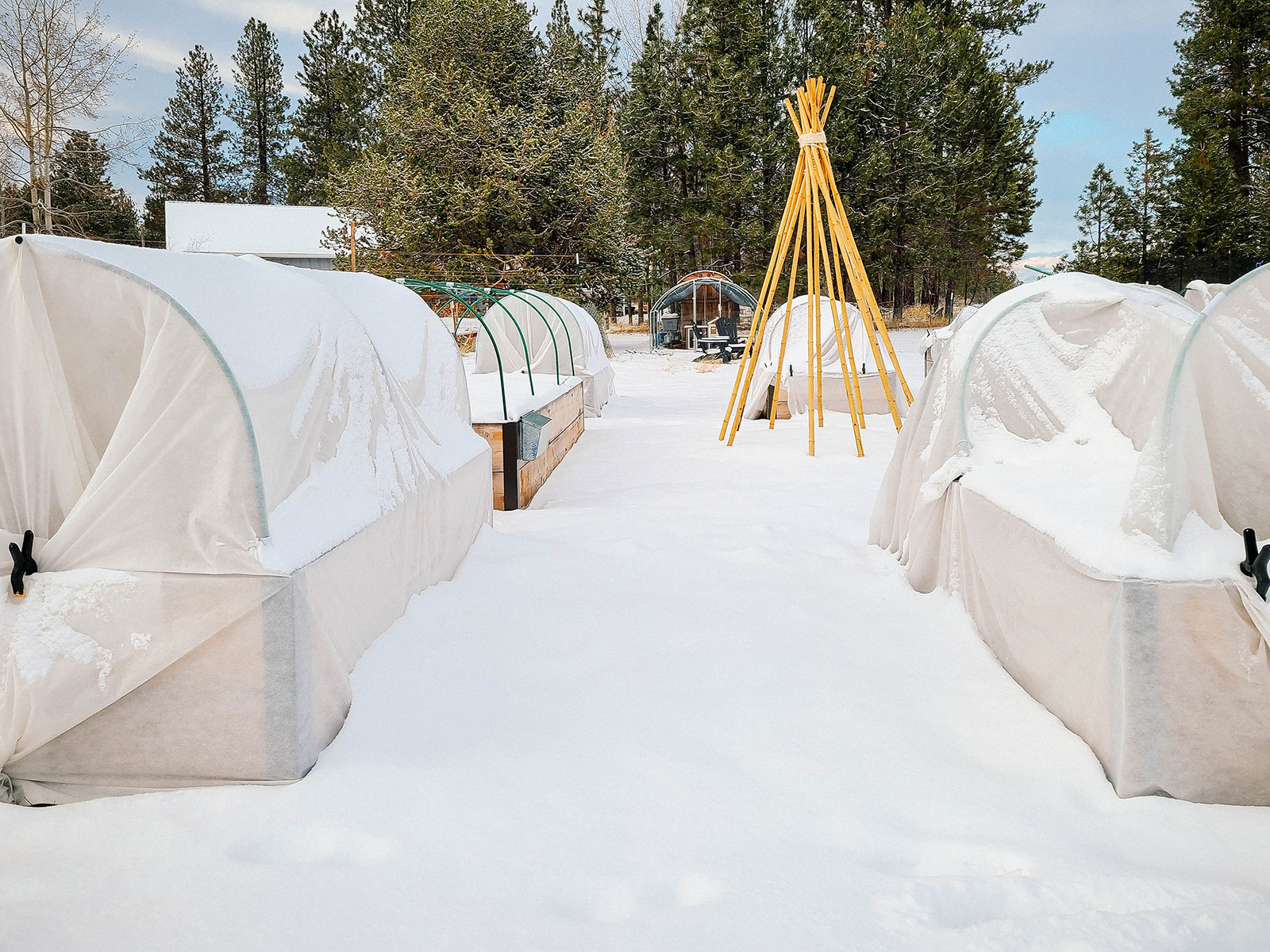 A snowy winter garden with raised beds covered with frost cloth clipped to green hoops