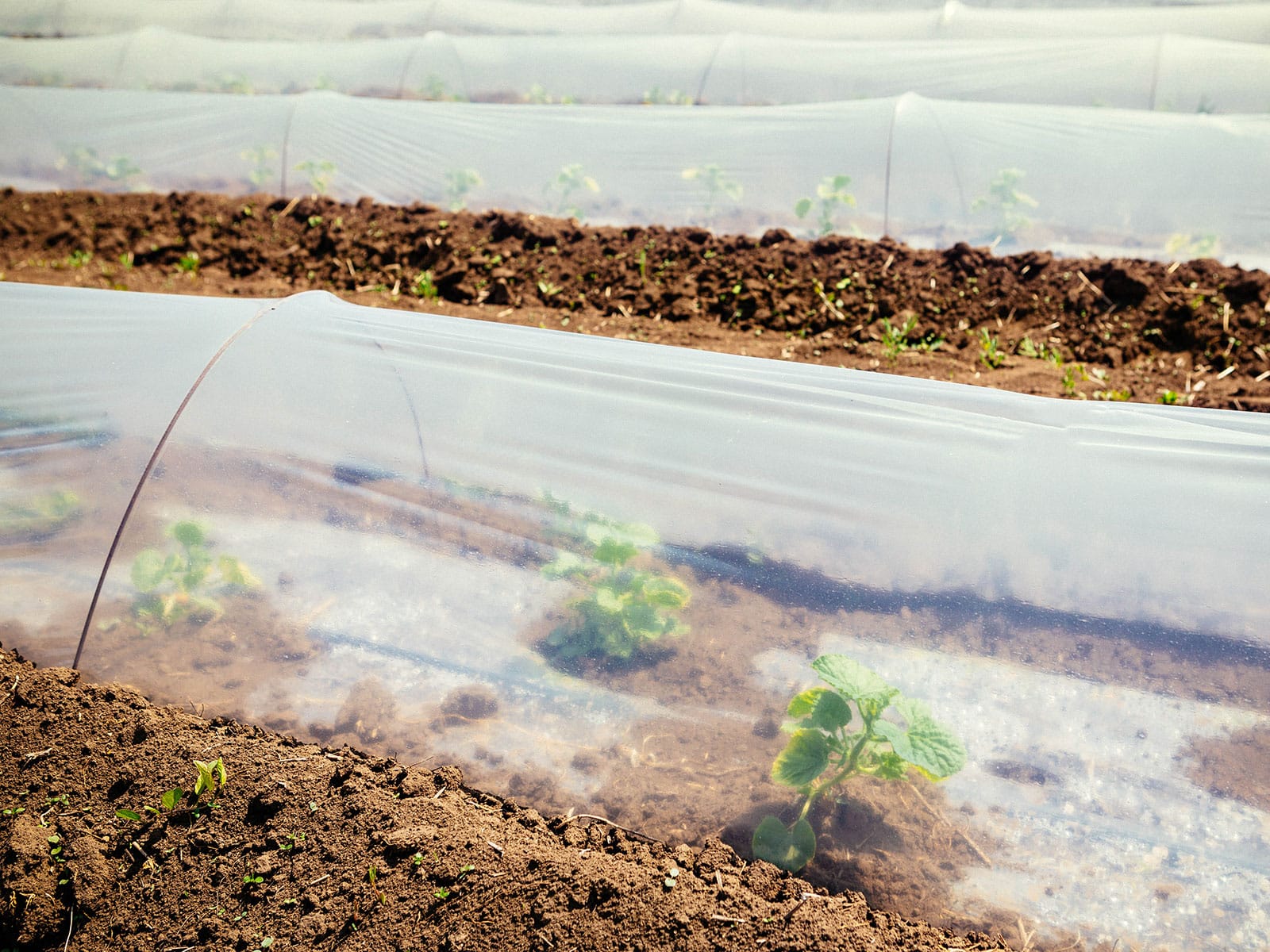 Seedlings protected under a plastic-covered low tunnel in a garden