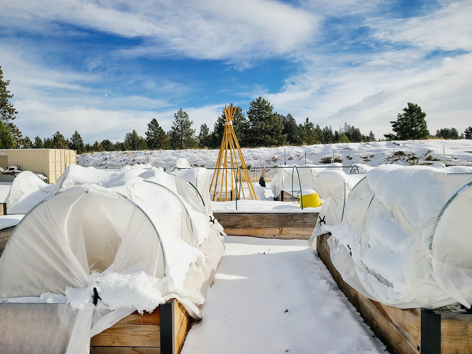 Multiple raised beds in a snowy winter garden protected by fabric-covered low tunnels