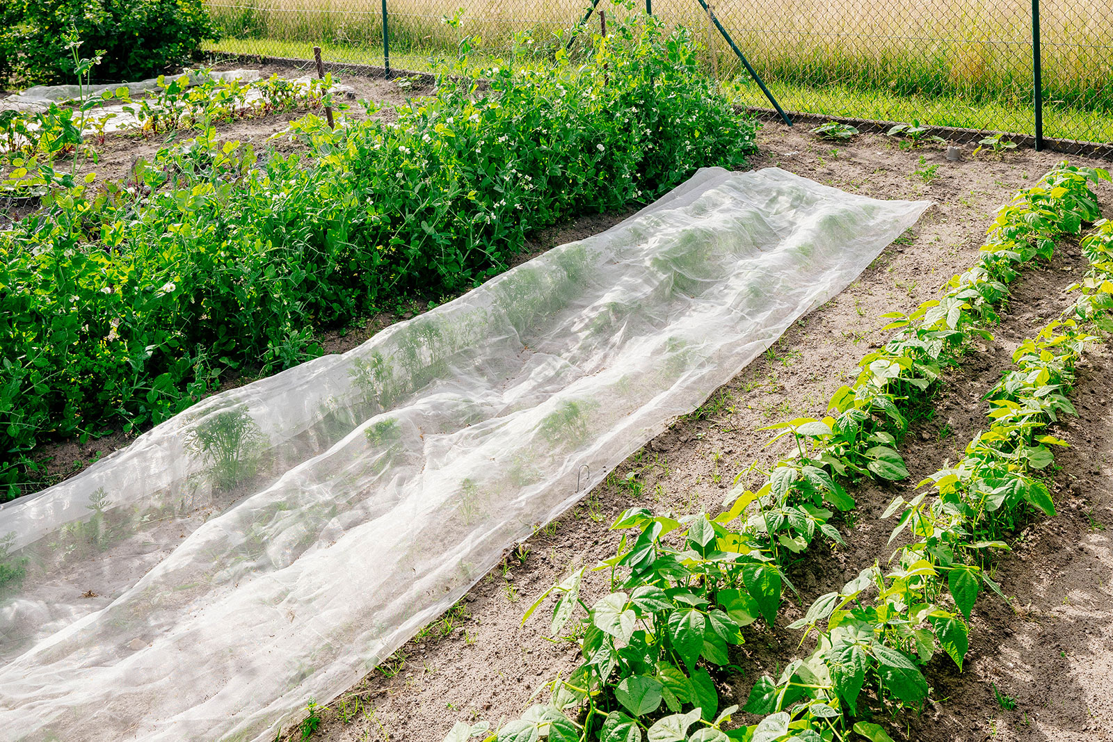 Floating row cover placed over vegetables growing in garden rows