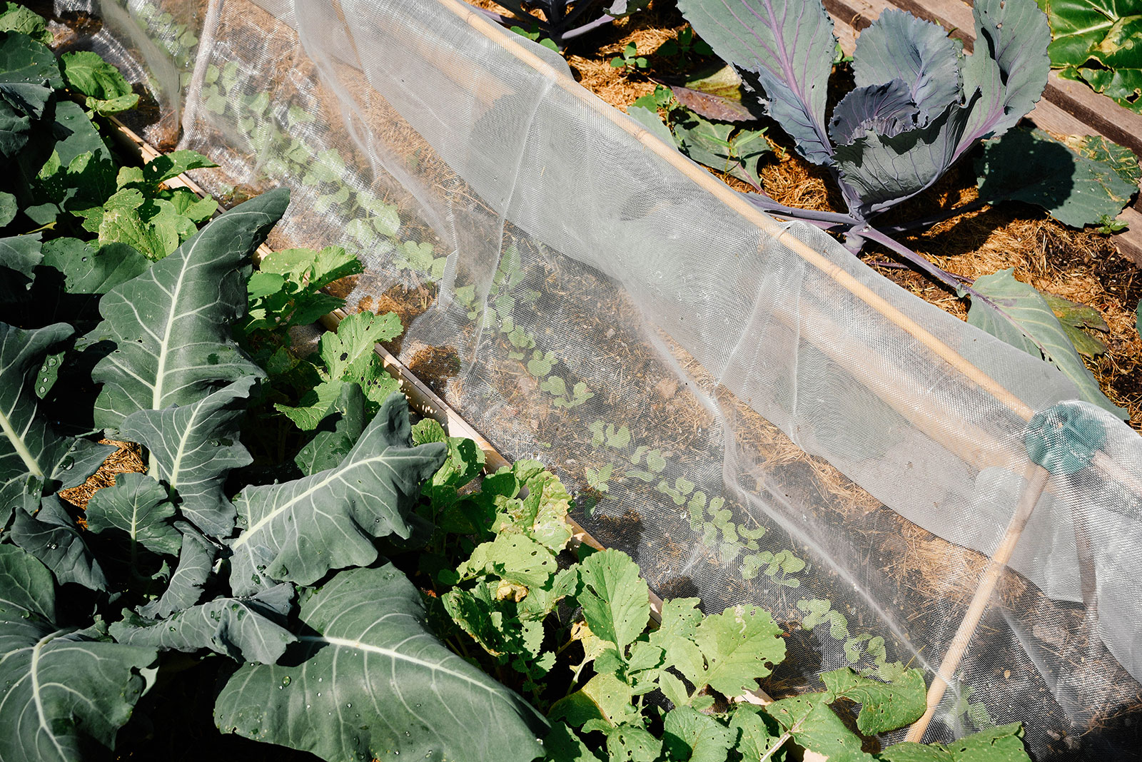 Insect netting suspended on a bamboo A-frame above brassica seedlings in a garden bed