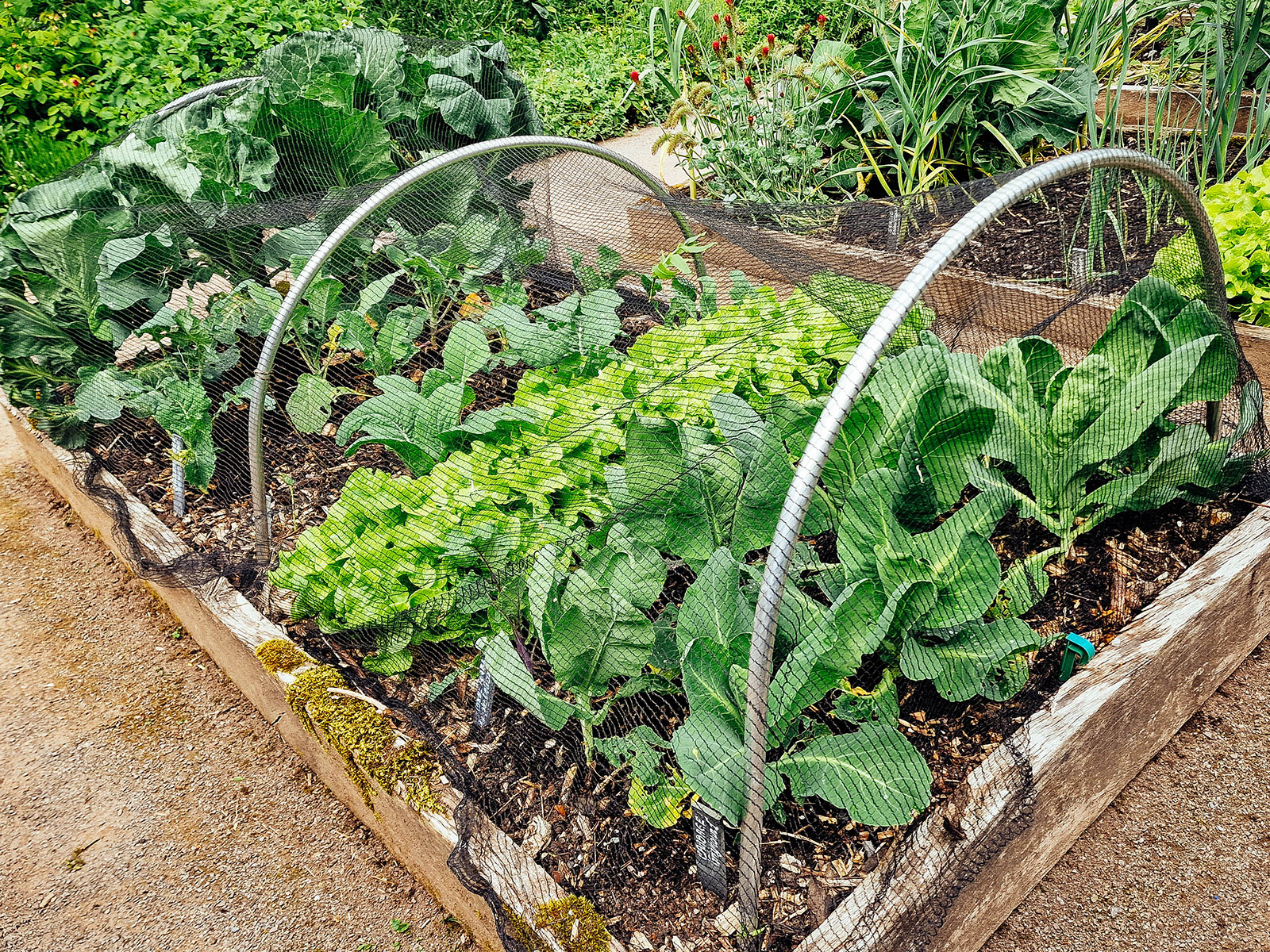 A small hoop house with bird netting covering a raised bed full of brassica plants in a garden