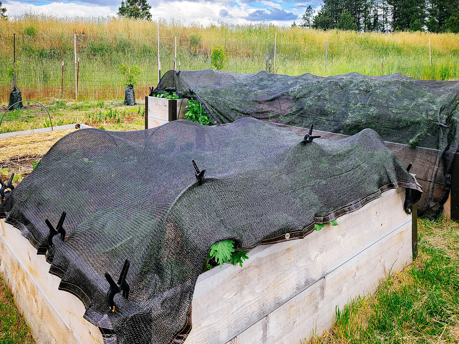 Two wooden raised beds covered in black shade cloth with leafy greens growing underneath